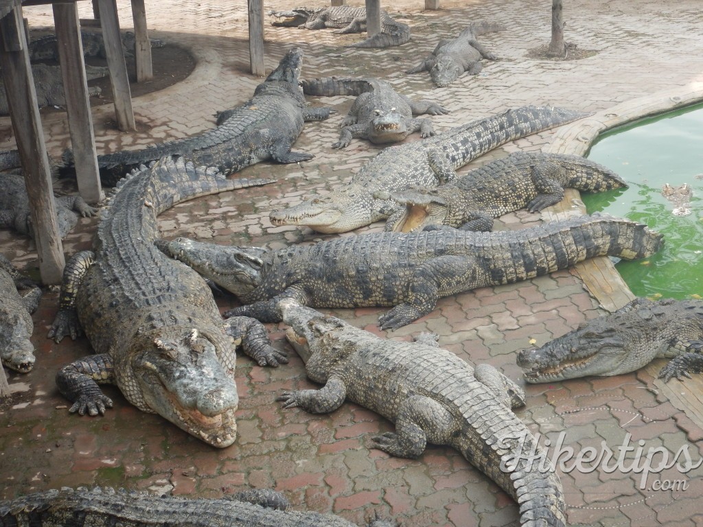 Samutprakarn Crocodile Zoo and Farm