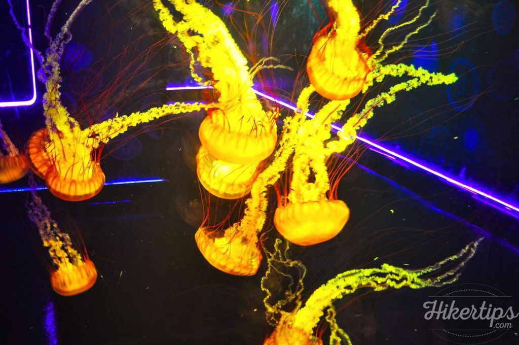 Sea Life London Aquarium in pictures